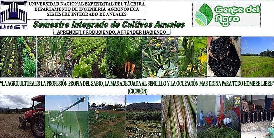 agronomia dos maiz